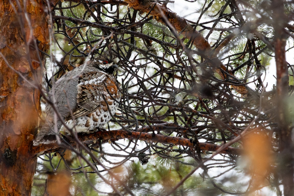 Hazel Grouse - ML635047212