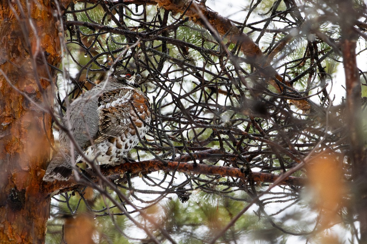 Hazel Grouse - ML635047213