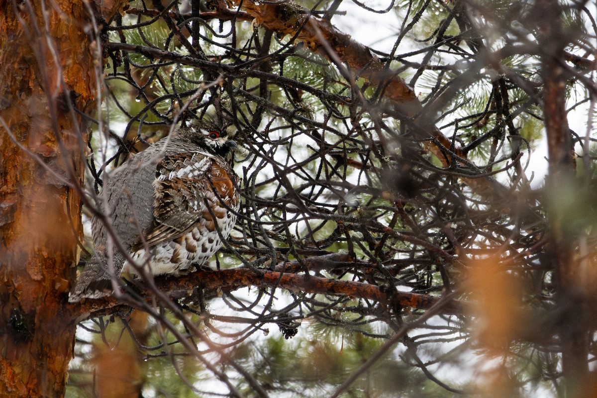 Hazel Grouse - ML635047214