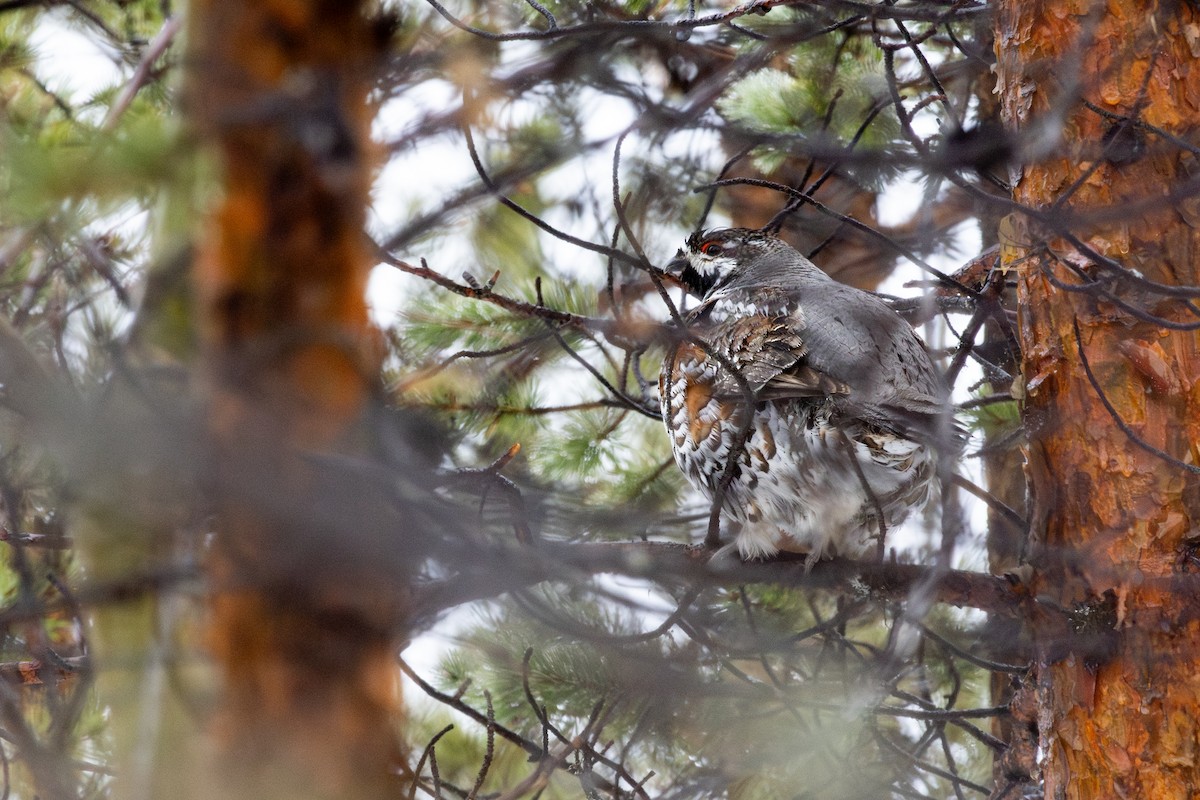 Hazel Grouse - ML635047217