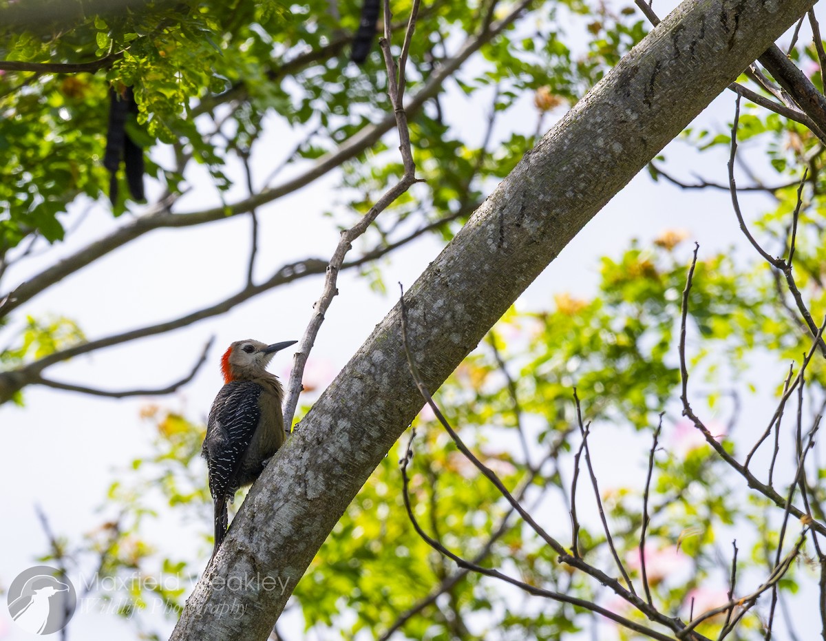 Jamaican Woodpecker - ML635047281
