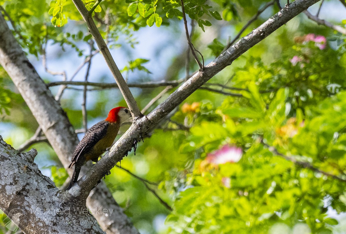 Jamaican Woodpecker - ML635047288