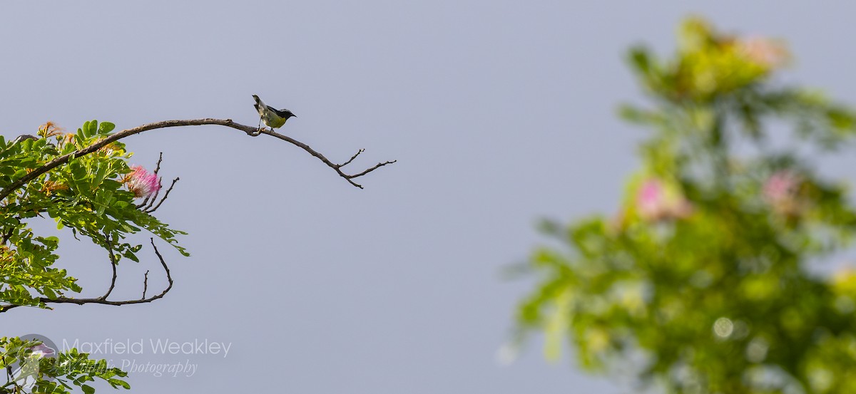 Bananaquit (Greater Antillean) - ML635047310