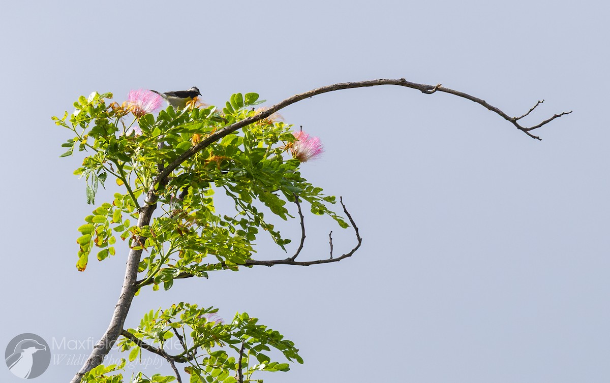 Bananaquit (Greater Antillean) - ML635047322