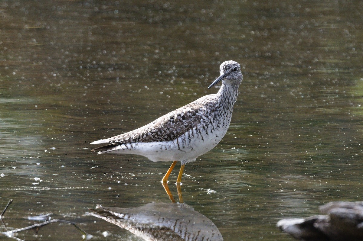 Greater Yellowlegs - ML635047426