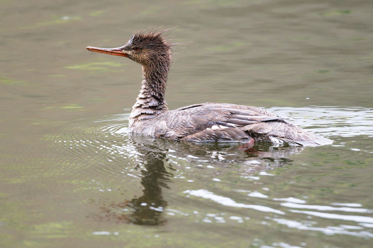 紅胸秋沙 - ML635047637