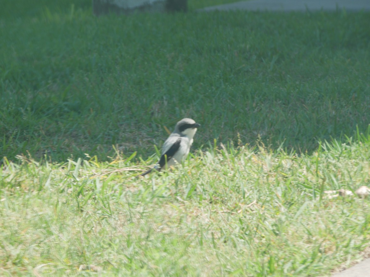 Pie-grièche migratrice - ML635047663