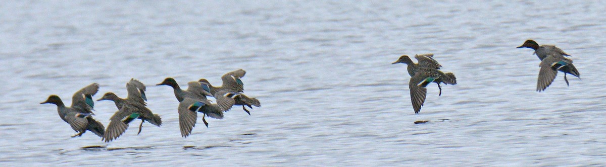 Green-winged Teal (American) - ML635047735