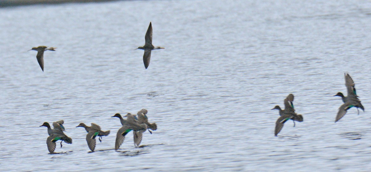 Green-winged Teal (American) - ML635047736