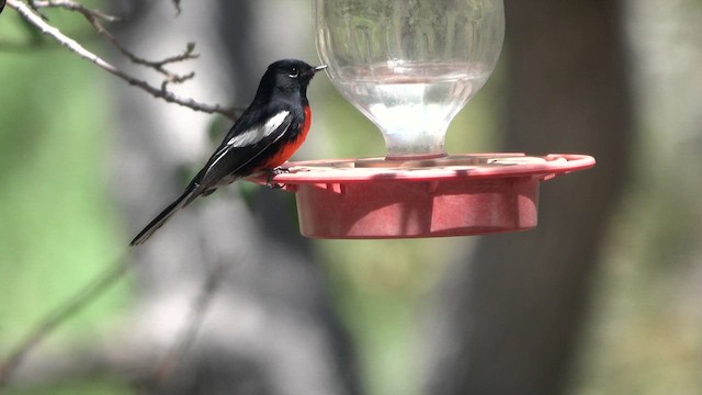 Painted Redstart - ML635047770