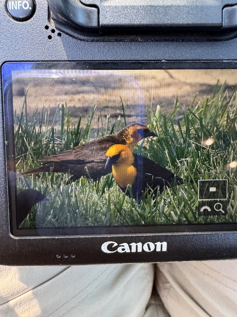 Yellow-headed Blackbird - ML635047776