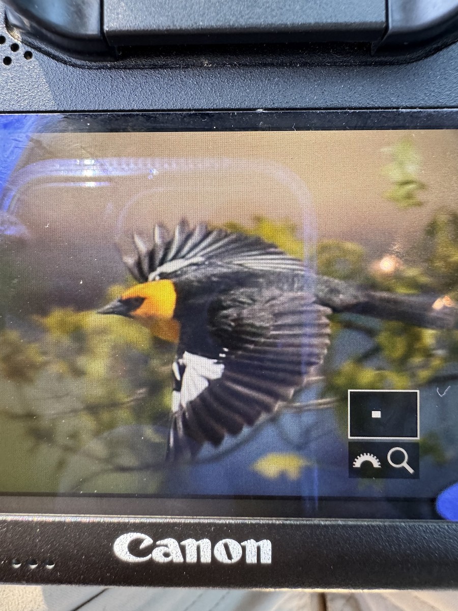 Yellow-headed Blackbird - ML635047778