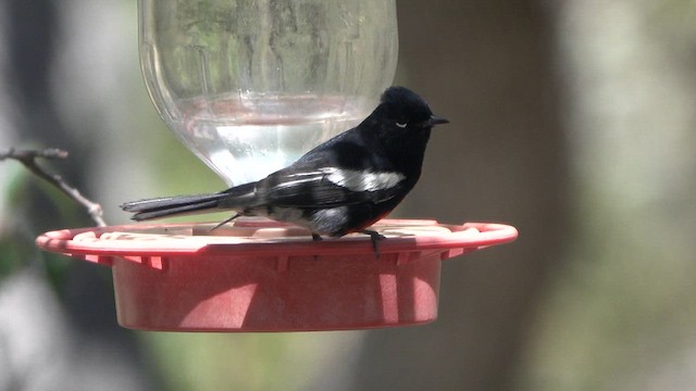 Painted Redstart - ML635047824