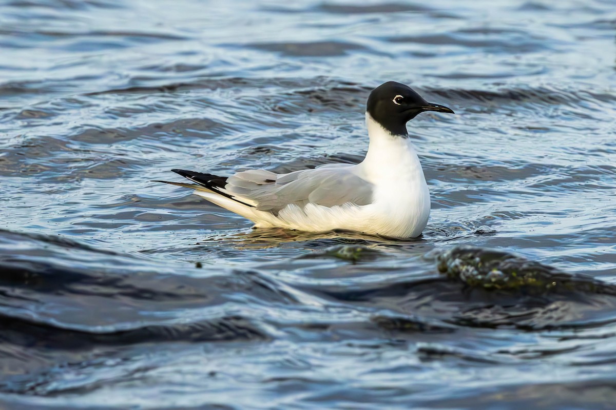 Bonaparte's Gull - ML635047879