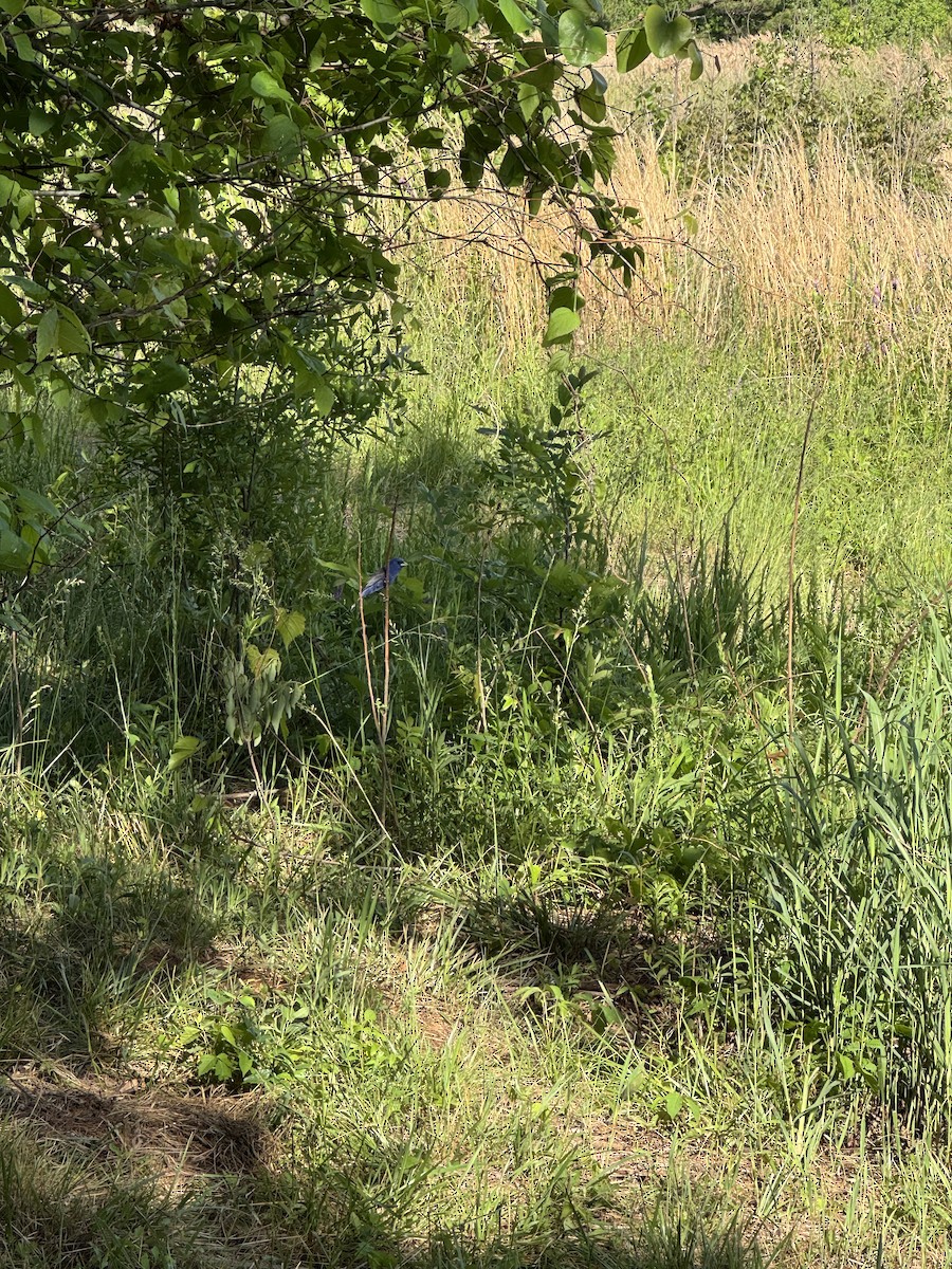 Blue Grosbeak - ML635047888