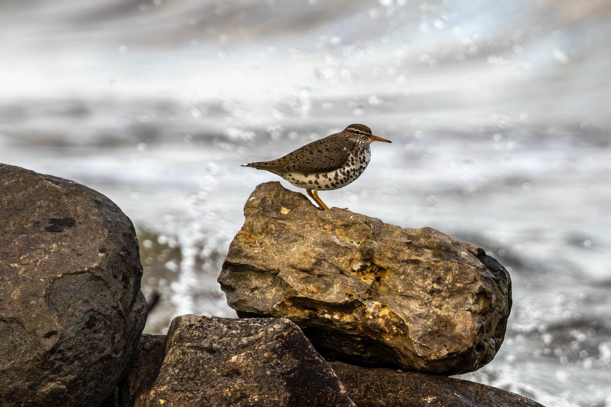 Spotted Sandpiper - ML635047898
