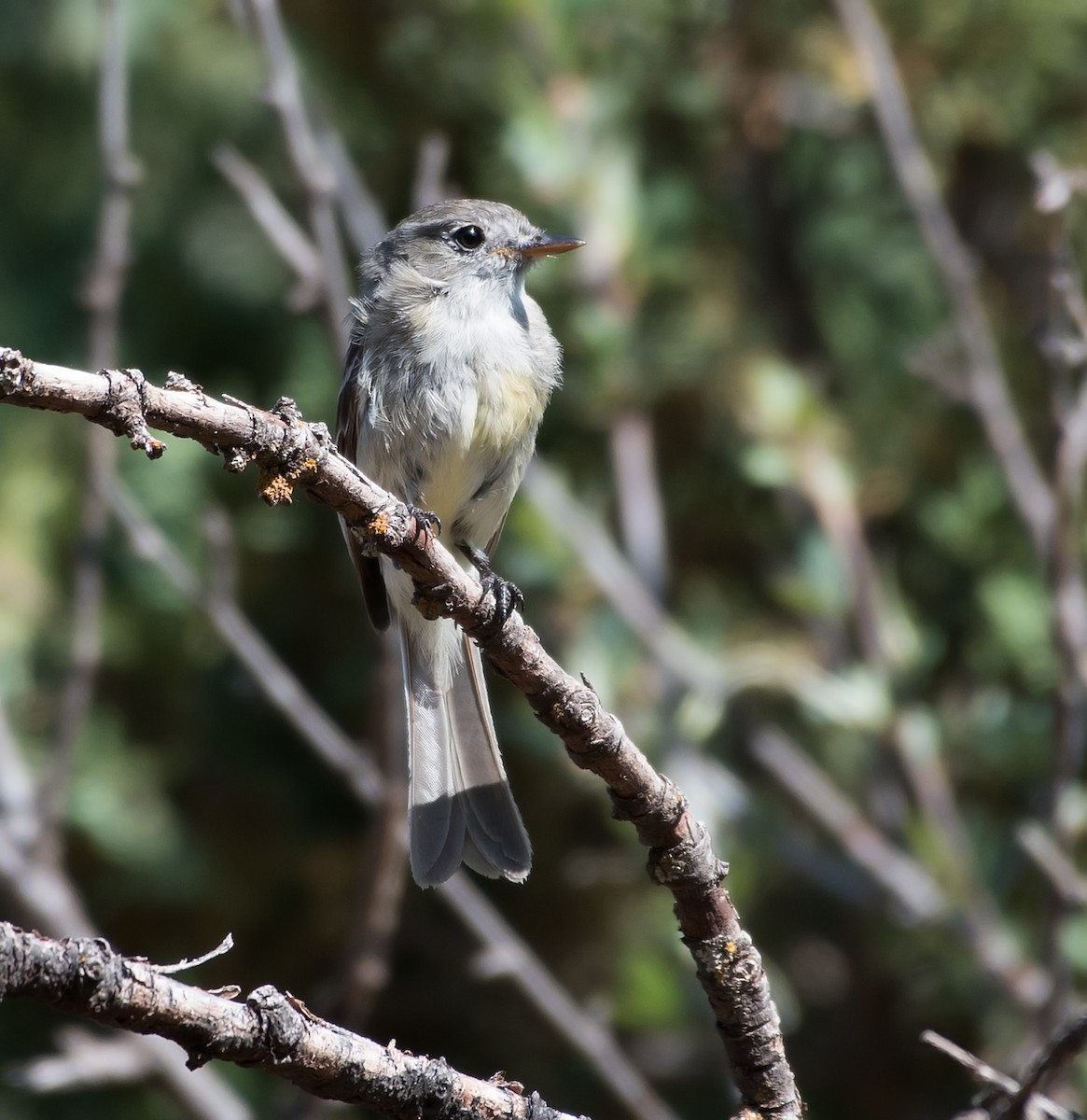 Dusky Flycatcher - ML63504791