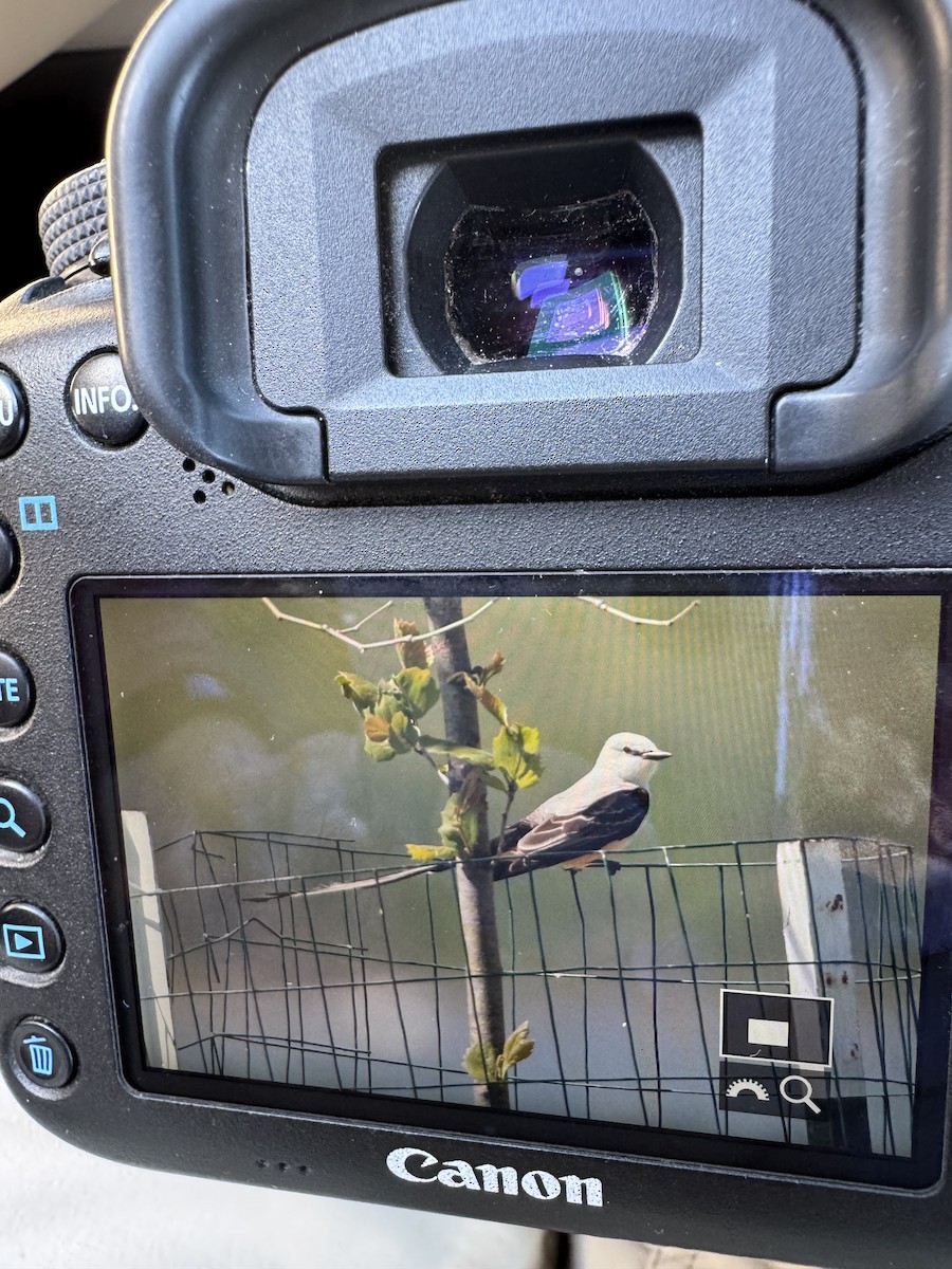 Scissor-tailed Flycatcher - ML635047919