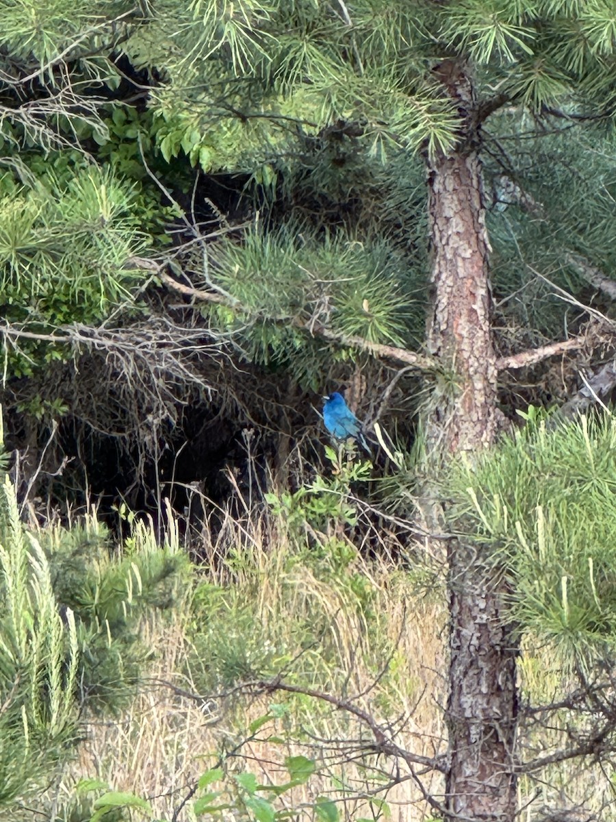 Indigo Bunting - ML635047926