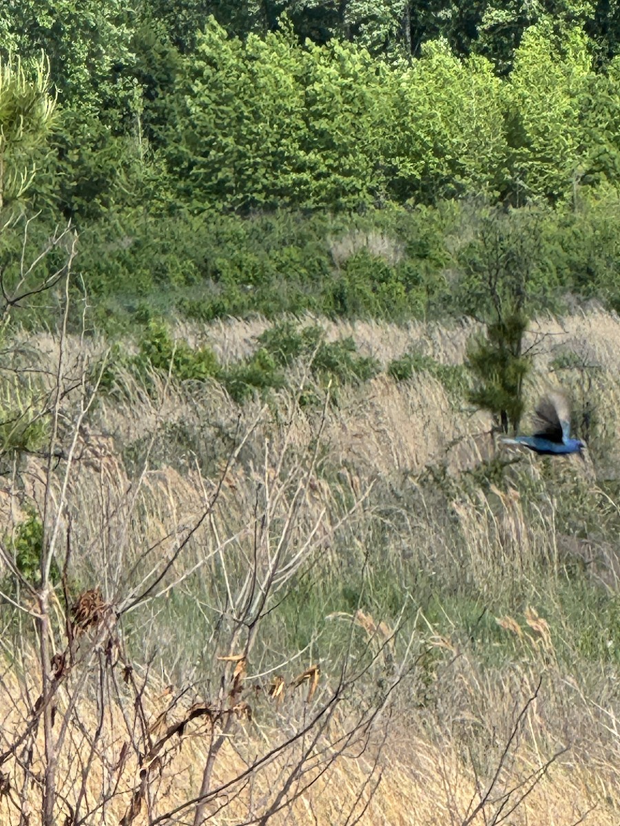 Indigo Bunting - ML635047927