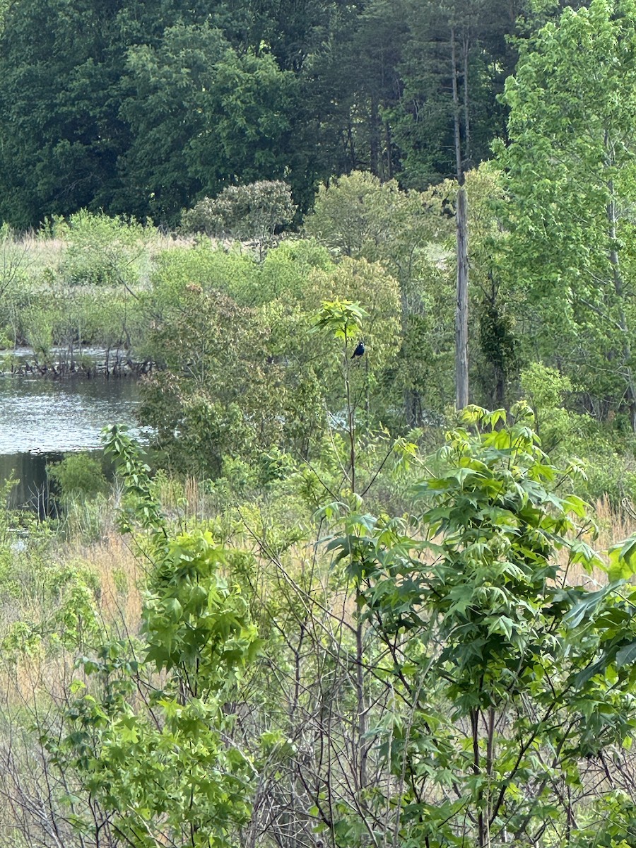 Indigo Bunting - ML635047928