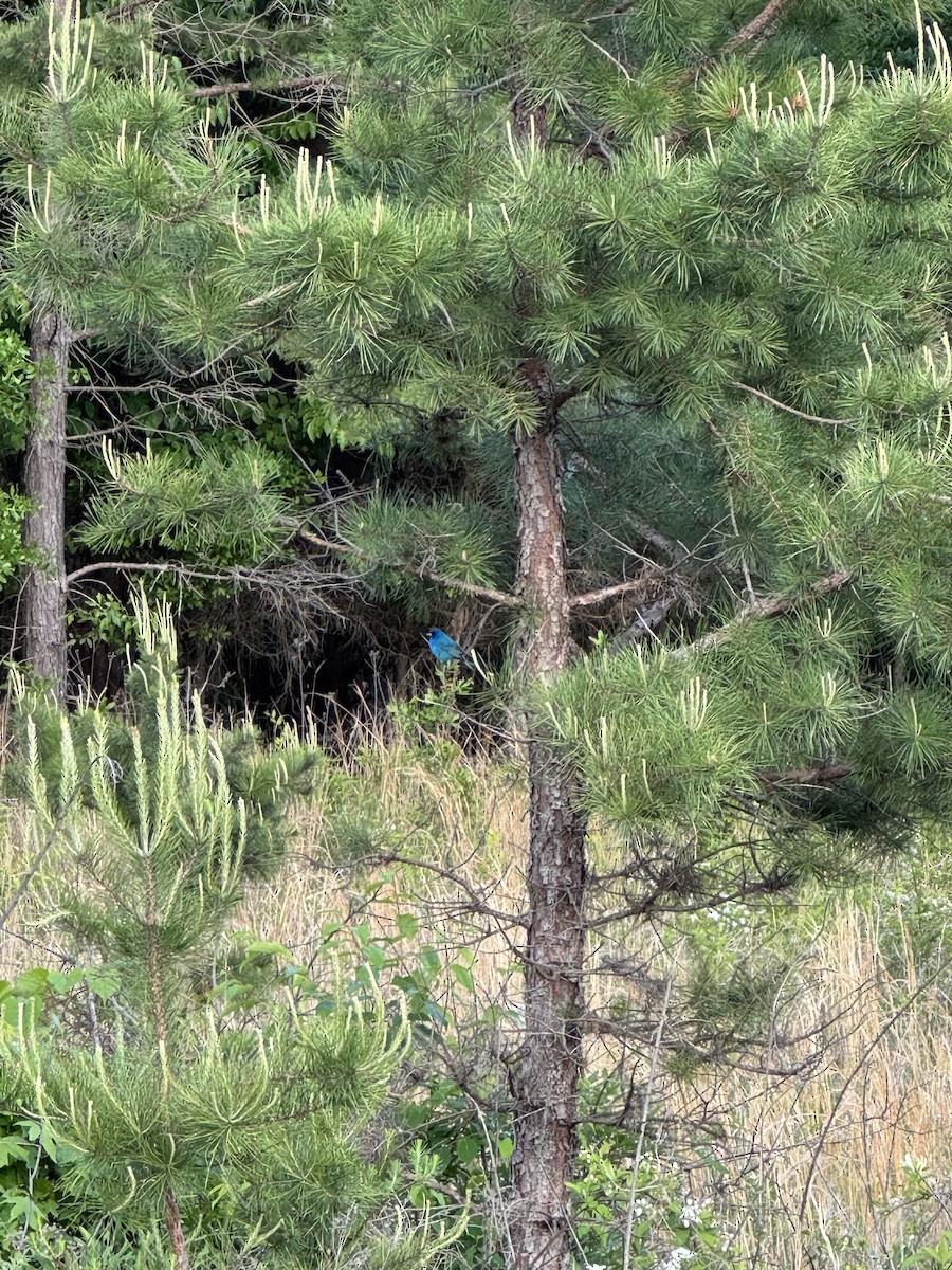 Indigo Bunting - ML635047929