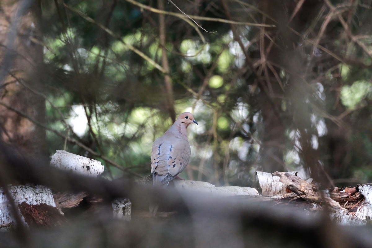 Mourning Dove - ML635047951
