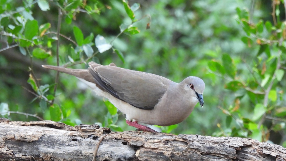 White-tipped Dove - ML635047976