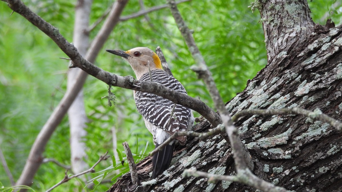 Golden-fronted Woodpecker - ML635047997