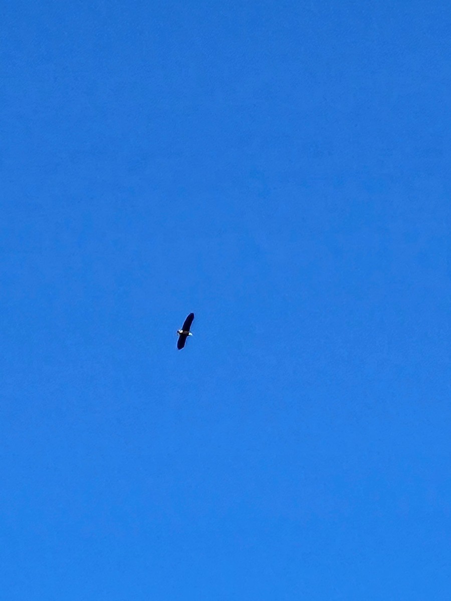 Bald Eagle - ML635048010