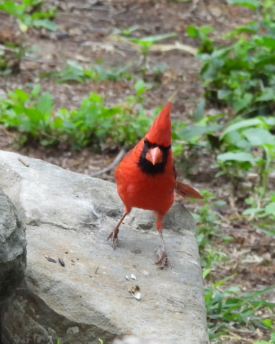 Northern Cardinal - ML635048011