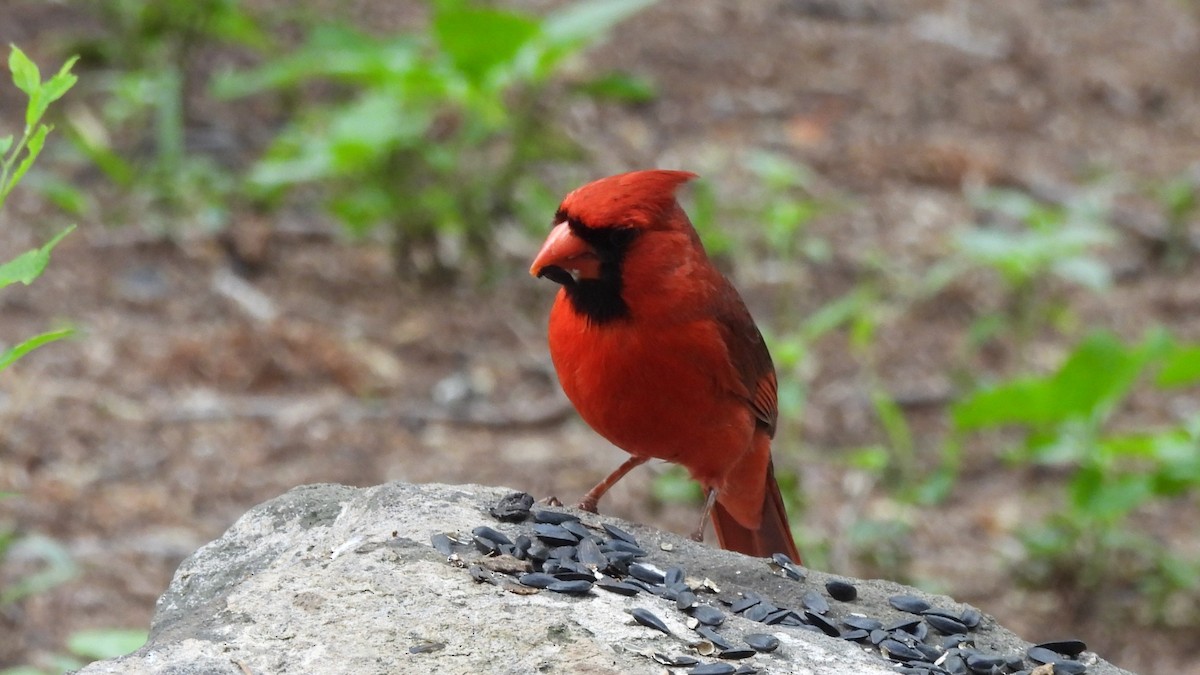 Northern Cardinal - ML635048012