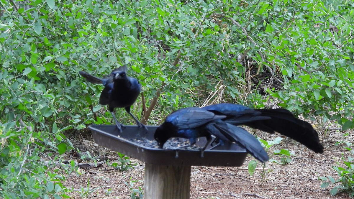 Great-tailed Grackle - ML635048032