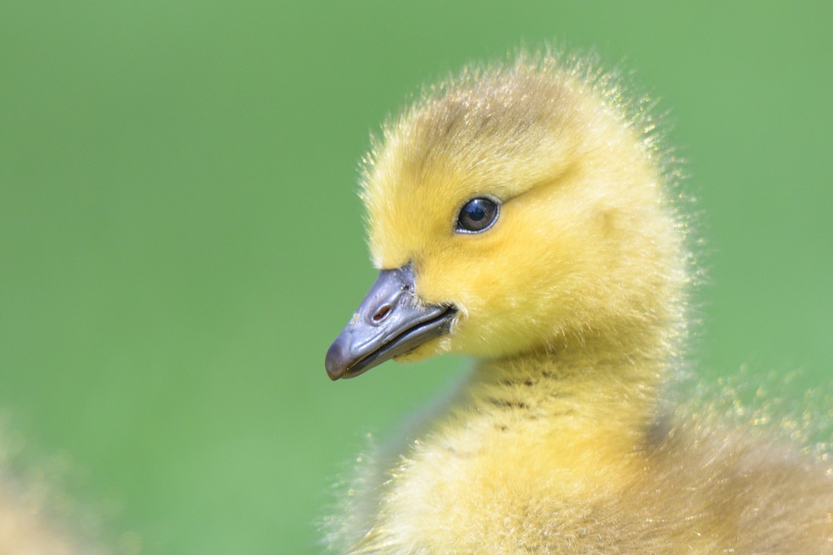 Canada Goose - ML635048042