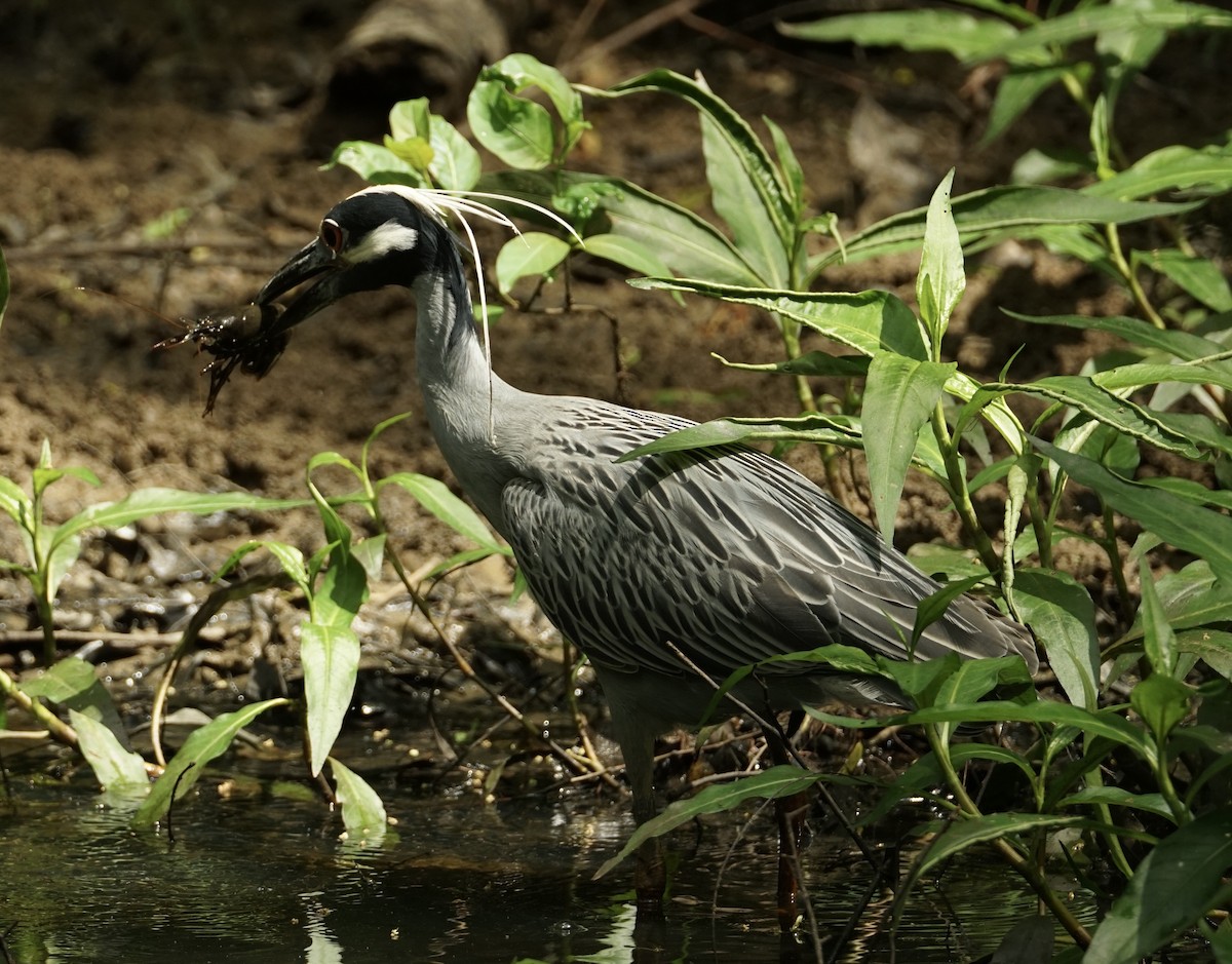 Yellow-crowned Night Heron - ML635048083