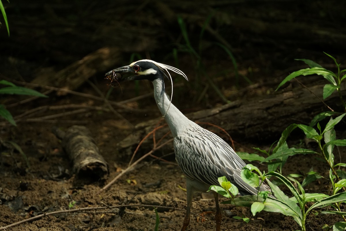 Yellow-crowned Night Heron - ML635048086