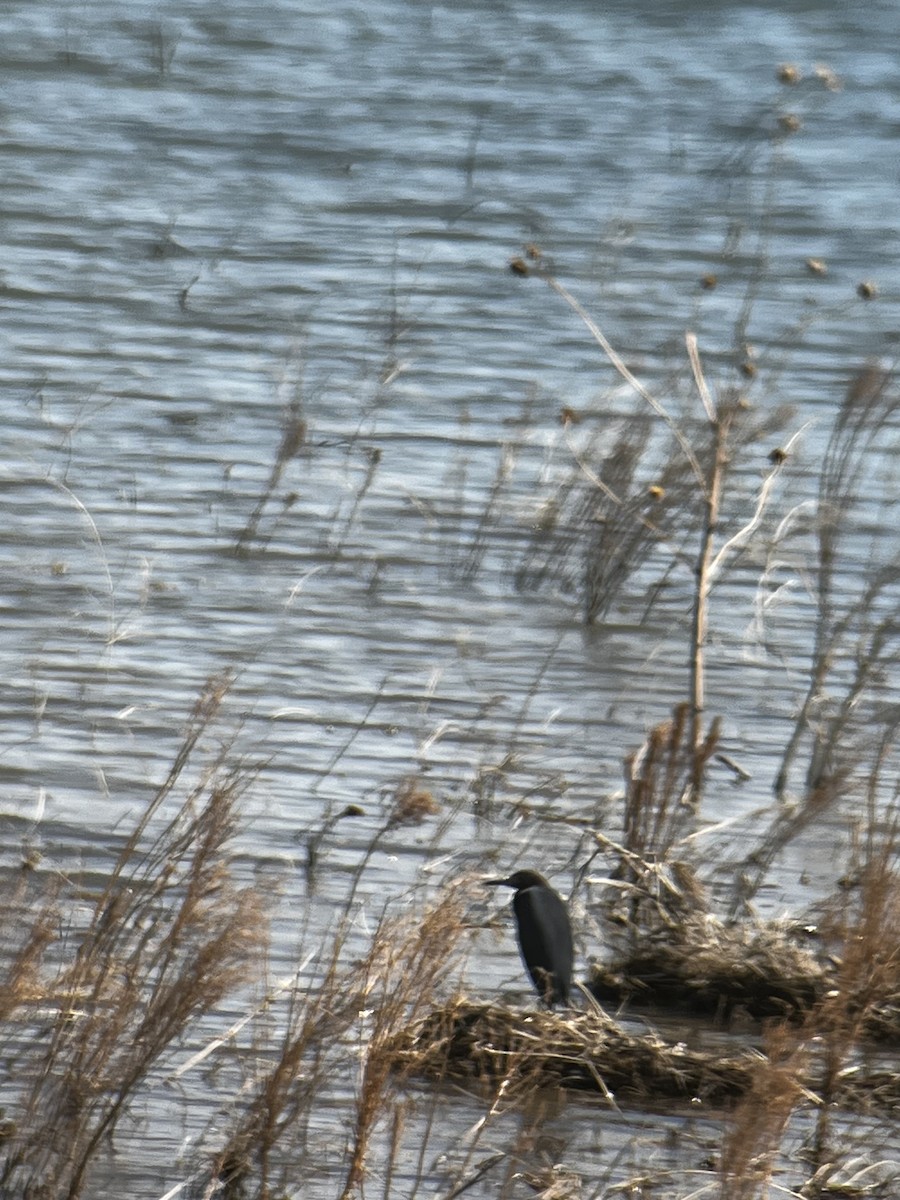 Little Blue Heron - ML635048089