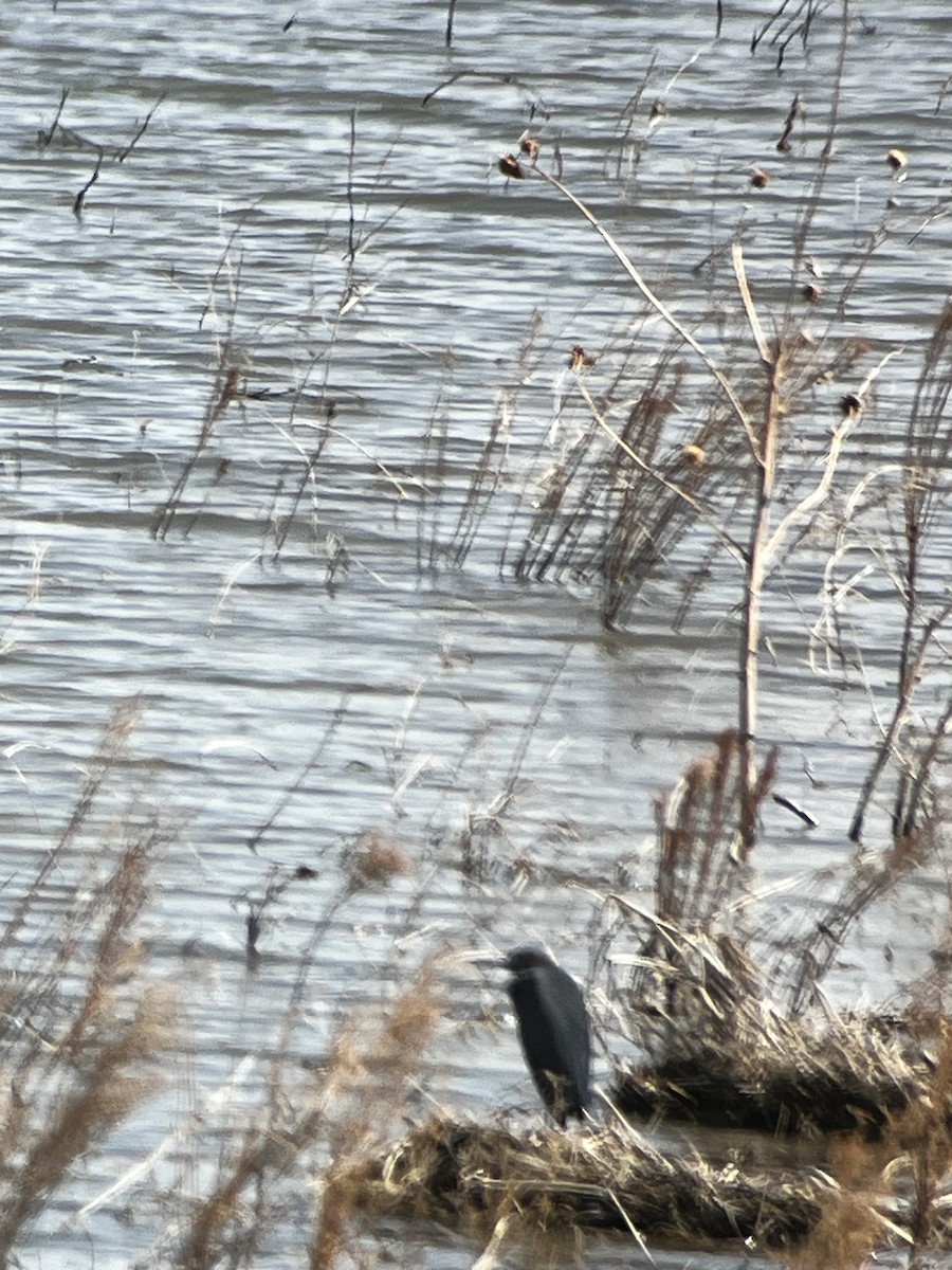 Little Blue Heron - ML635048090