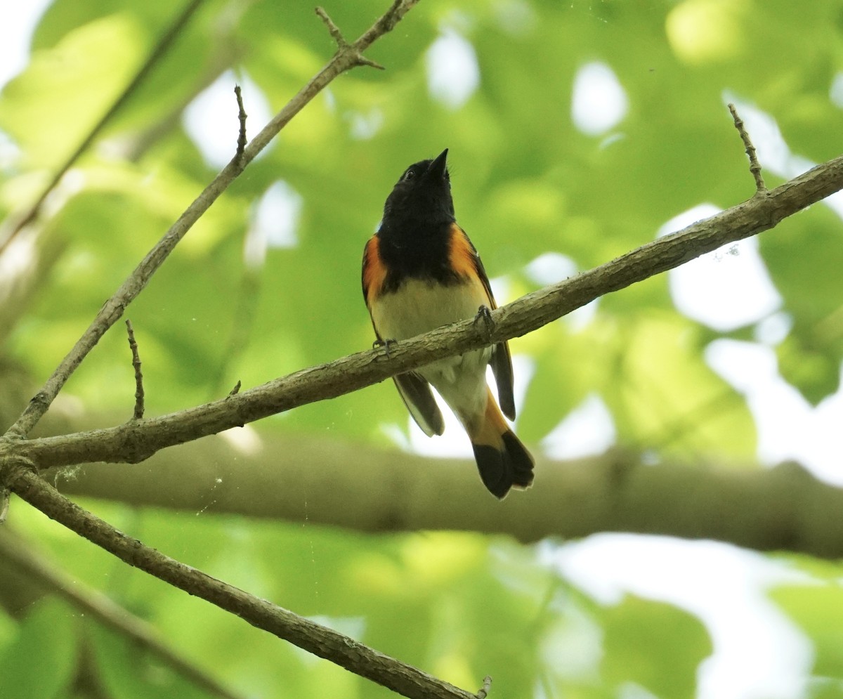 American Redstart - ML635048214