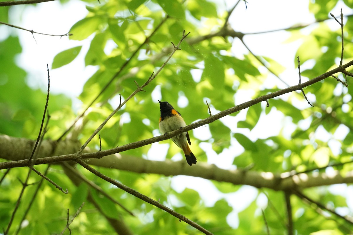American Redstart - ML635048216