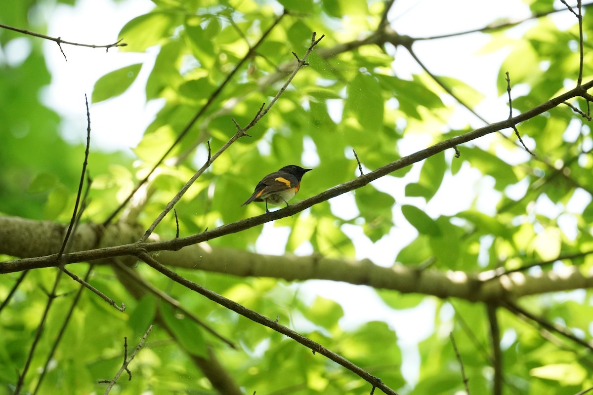 American Redstart - ML635048217