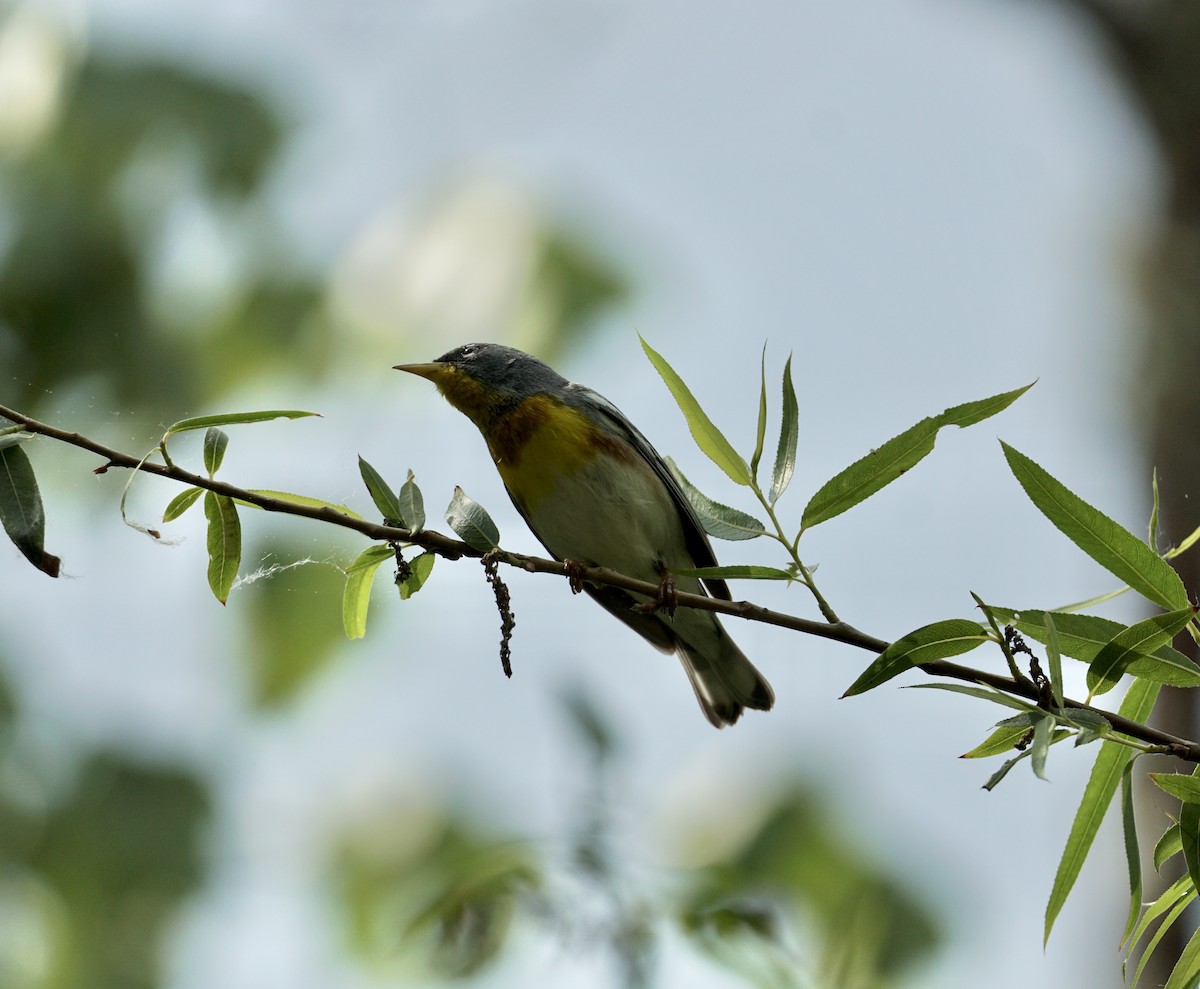 Northern Parula - ML635048233