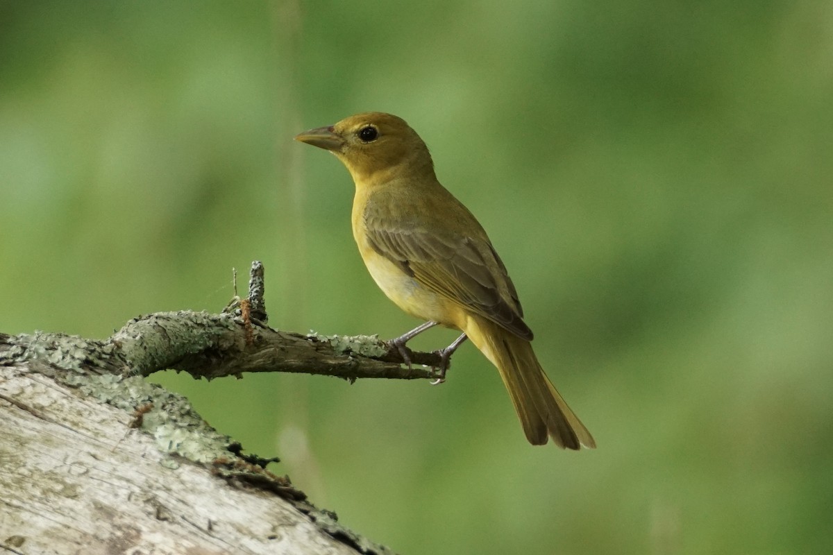 Summer Tanager - ML635048300