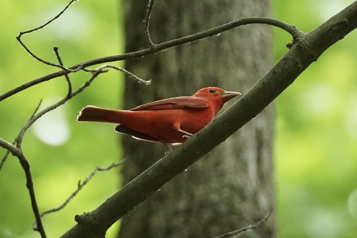 Summer Tanager - ML635048301