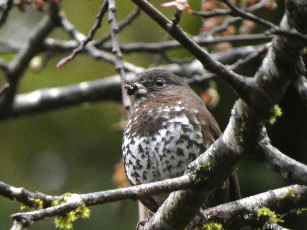 Fox Sparrow - ML635048354