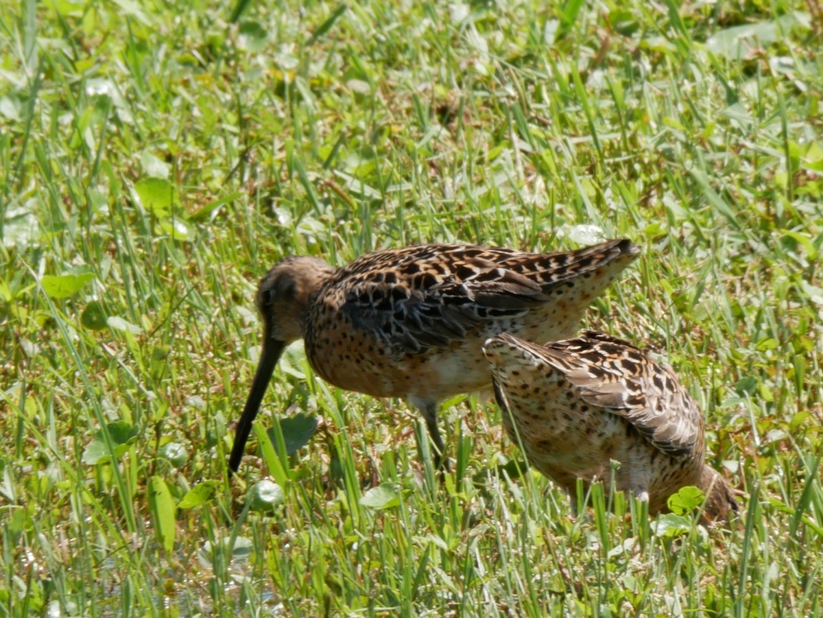 Bécassin à long bec - ML635048417