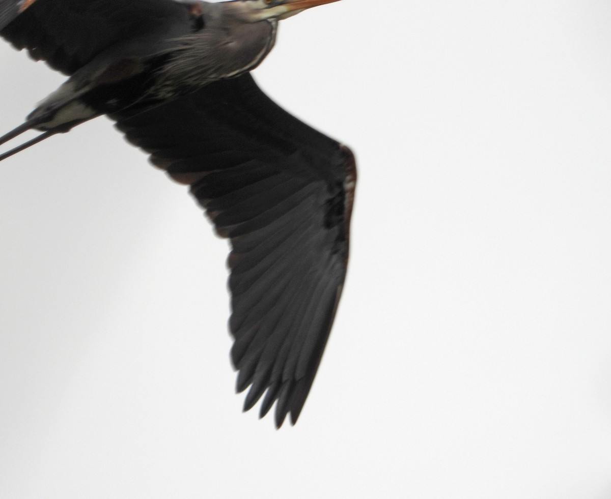Great Blue Heron - ML635048432