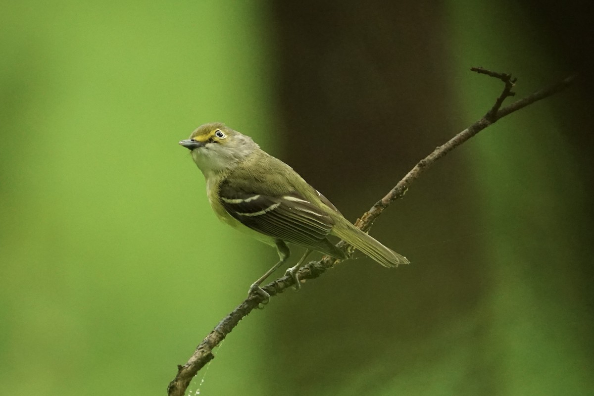 White-eyed Vireo - ML635048452