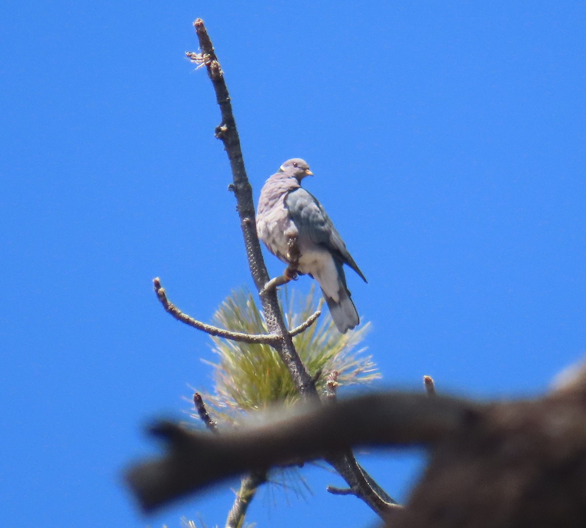 Band-tailed Pigeon - ML635048479