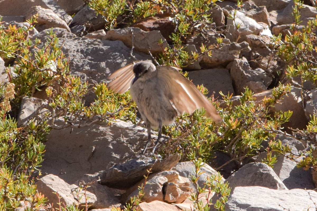 Black-fronted Ground-Tyrant - ML635048487